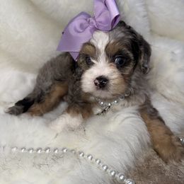 Lady Bug - Merle female Cavapoo puppy in Fayetteville, Arkansas from Silver Hill Farm
