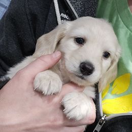 Blue - Cream male Dachshund puppy in Fulton, Missouri from New Hope Dachshund Puppies