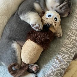 French Bulldog Puppies from Baby Bear Frenchies