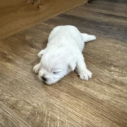 Charlie - White male West Highland White Terrier puppy in Scurry, Texas from Davis Westies