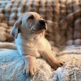 Major - Yellow male Labrador Retriever puppy in Sweet Home, Oregon from Knotty Creek Labradors