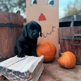 Maize - Black female Labrador Retriever puppy in Sweet Home, Oregon from Knotty Creek Labradors