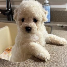 Boy pup 3 - White male Bichon Frise puppy in Wilmington, North Carolina from Cape Fear Bichons