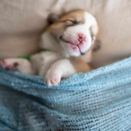 American Corgi and Pembroke Welsh Corgi Puppies from Constellation Corgi