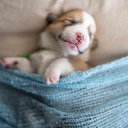 American Corgi and Pembroke Welsh Corgi Puppies from Constellation Corgi