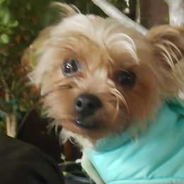 Yorkshire Terriers from Yorkies of the Shire