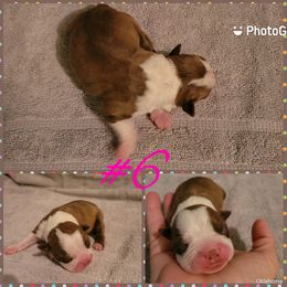 Boston Terrier Puppies from Smith's Boston Terriers