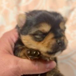 Enzo - Black and tan male Yorkshire Terrier puppy in Tangipahoa County, Louisiana from Riche’ Louisiana Yorkies
