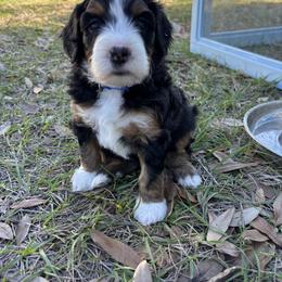 Bernedoodle Puppies from Sixlittles and Bernedoodles