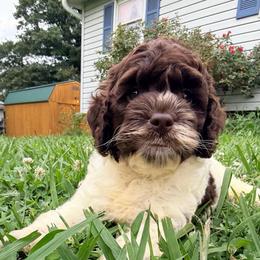 Lager with training - Brown and white male Cockapoo puppy in Boonville, North Carolina from Doods & Dolls