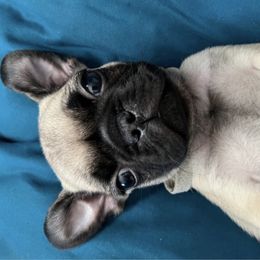 French Bulldog and Pug Puppies from AZPUGFRENCHIECONNECTION