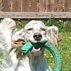 English Setters from Violet Hill English Setters