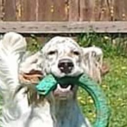 English Setters from Violet Hill English Setters