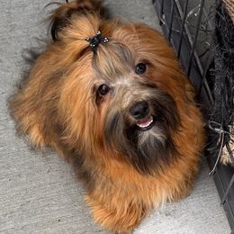 Redick - Havanese