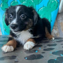 Black Tri male 1 - Black tri male Toy Australian Shepherd puppy in Hawley, Texas from Foxy’s Dachshunds & Toy Aussies