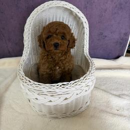 Winston(AKC) - Red  male Poodle puppy in Moreno Valley, California from Yanni's Poodle