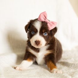Starlet - Red tri female Miniature Australian Shepherd puppy in Waco, Texas from Blue Rain Aussies