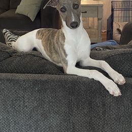 Boy 2 - White and fawn brindle Whippet puppy in London, Kentucky from Tigger’s Whippets