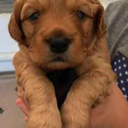 Aussiedoodles and Goldendoodles from All American Doodle