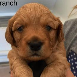 Aussiedoodles and Goldendoodles from All American Doodle