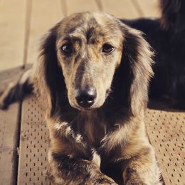 Xena - Dachshund