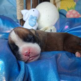 Runt - Fawn male Boxer puppy in Pikeville, Kentucky from Boxers of Whispered Wishes