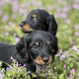 Female 2150 - Black and tan female Dachshund puppy in Nashville, Arkansas from Whisenhunt Farms