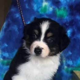 Australian Shepherd Puppies from Heartfire Aussies