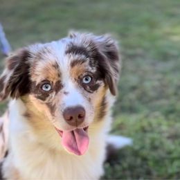 Female 1 - Red merle Miniature Australian Shepherd puppy in Visalia, California from Furrever.Mini.Aussies.llc