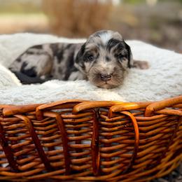 Luke - male Australian Mountain Doodle puppy in Pittsburgh, Pennsylvania from WestPenn Doodles LLC