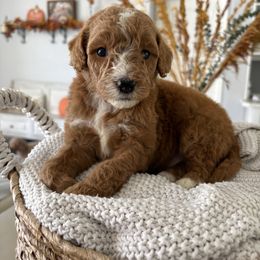 Aspen - Red  male Goldendoodle puppy in Brooksville, Florida from Abby’s Standard Goldendoodles