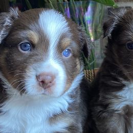 Miniature Australian Shepherds from Mels Mini Aussies
