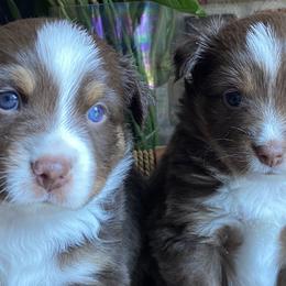 Miniature Australian Shepherds from Mels Mini Aussies