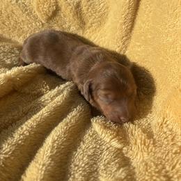 Niko - Dapple male Dachshund puppy in Humphreys, Missouri from Foster’s Dachshunds