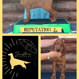 Reputation - Irish Setter puppy from Sunstorm Setters