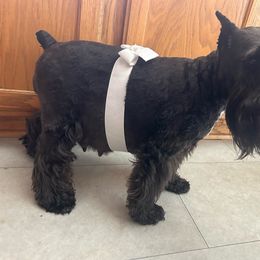 Roxy - Miniature Schnauzer