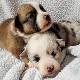 Pembroke Welsh Corgi puppies from Lindsey Martin