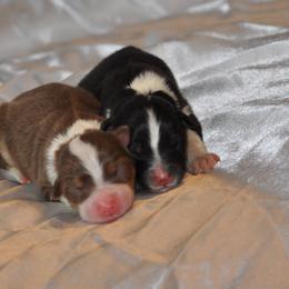 Australian Shepherd Puppies from Platinum Edition