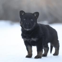 Riley - Black and tan female German Shepherd puppy in Augusta, West Virginia from Vom Haus Highlands
