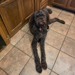 Bernedoodle, Labradoodle, and Newfypoo All Grown Up from Small Town Doodles & Poodles