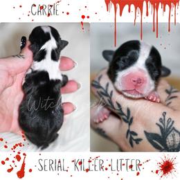 Carrie - Black and white female American Corgi puppy in Greenwood, Indiana from Witch Creek Corgis