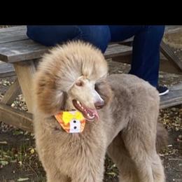 Poodle All Grown Up from Purley Poodles