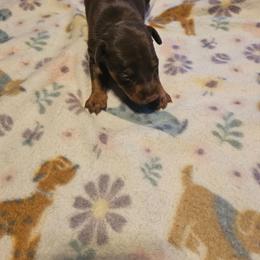 Girl 3 - Chocolate and tan female Miniature Pinscher puppy in Becker, Minnesota from Marquart Minpins