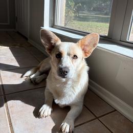 Honeycutt - White merle female American Corgi puppy in Boyd, Texas from Barker's Corgis