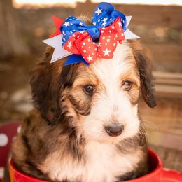 Bernedoodle Puppies from Peyton Doodles