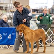 Dogue de Bordeaux puppies from Amore Kennel