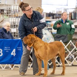 Dogue de Bordeaux puppies from Amore Kennel