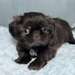 Boy 3 - Chocolate male Shih Tzu puppy in Ocala, Florida from Mimi's Shih-tzus of Ocala