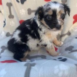 Miniature Australian Shepherd and Toy Australian Shepherd Puppies from North Georgia Gems