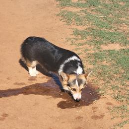 Taye - Pembroke Welsh Corgi